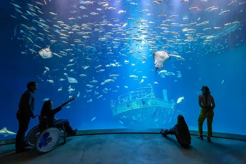 Największe oceanarium w Niemczech: Ozeaneum w Stralsundzie i jego atrakcje Największe oceanarium w Niemczech: Ozeaneum w Stralsundzie i jego atrakcje