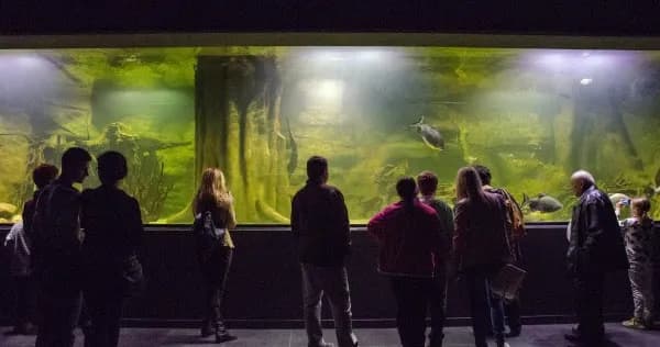 Oceanarium Gliwice: Alternatywy dla morskich atrakcji w regionie Oceanarium Gliwice: Alternatywy dla morskich atrakcji w regionie