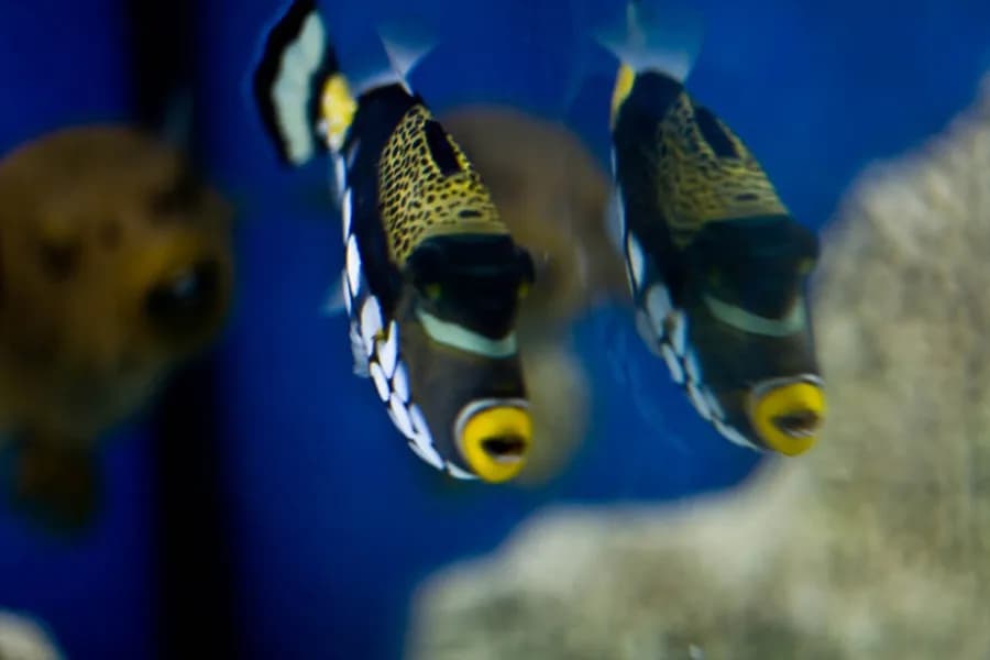 Oceanarium Rewal - odkryj fascynujący świat podwodny i atrakcje Oceanarium Rewal - odkryj fascynujący świat podwodny i atrakcje