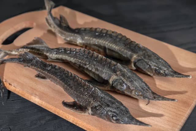Czym żywi się jesiotr? Odkryj sekrety jego diety w naturze i hodowli Czym żywi się jesiotr? Odkryj sekrety jego diety w naturze i hodowli