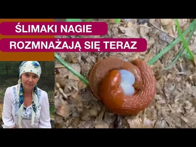 Jak rozmnażają się ślimaki bez skorupy? Zaskakujące fakty o ich życiu Jak rozmnażają się ślimaki bez skorupy? Zaskakujące fakty o ich życiu