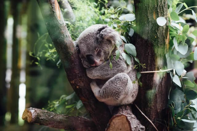 Czym się żywi koala? Odkryj tajemnice ich diety i żywienia Czym się żywi koala? Odkryj tajemnice ich diety i żywienia
