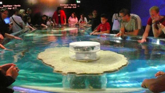Oceanarium w Monako: Fascynujące wystawy i atrakcje, które musisz zobaczyć Oceanarium w Monako: Fascynujące wystawy i atrakcje, które musisz zobaczyć