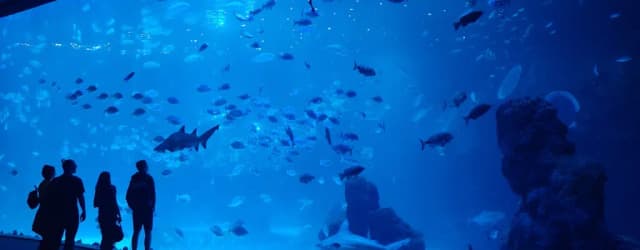 Odkryj niezwykłe atrakcje oceanarium w Gran Canarii – Poema del Mar Odkryj niezwykłe atrakcje oceanarium w Gran Canarii – Poema del Mar