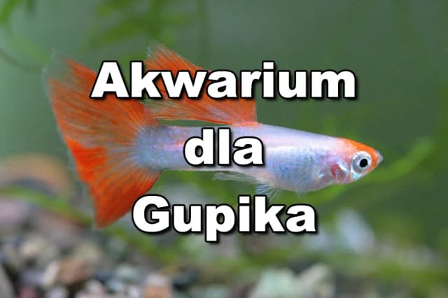 Jak urządzić akwarium dla gupików: unikaj najczęstszych błędów Jak urządzić akwarium dla gupików: unikaj najczęstszych błędów