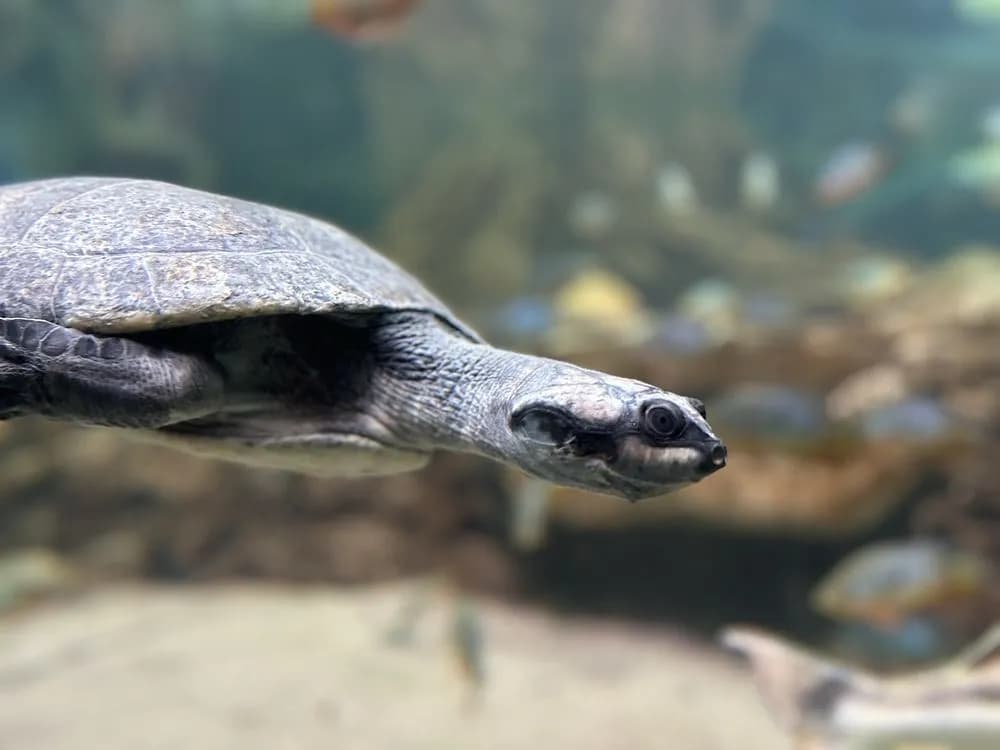 Oceanarium w Chicago: Niezapomniane atrakcje i morskie zwierzęta Oceanarium w Chicago: Niezapomniane atrakcje i morskie zwierzęta