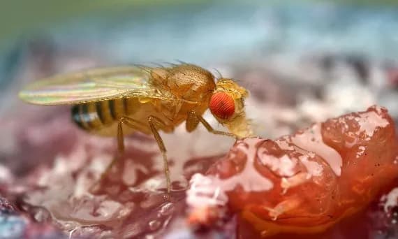 Jak szybko rozmnażają się muszki owocówki i co to oznacza dla Ciebie Jak szybko rozmnażają się muszki owocówki i co to oznacza dla Ciebie