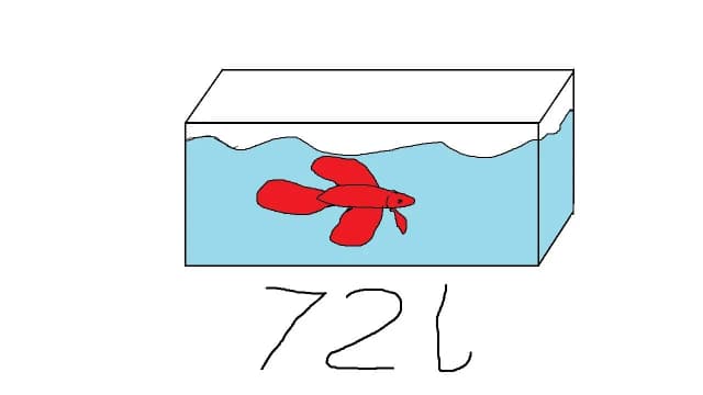 Jakie rybki do akwarium 72l – uniknij najczęstszych błędów w doborze Jakie rybki do akwarium 72l – uniknij najczęstszych błędów w doborze