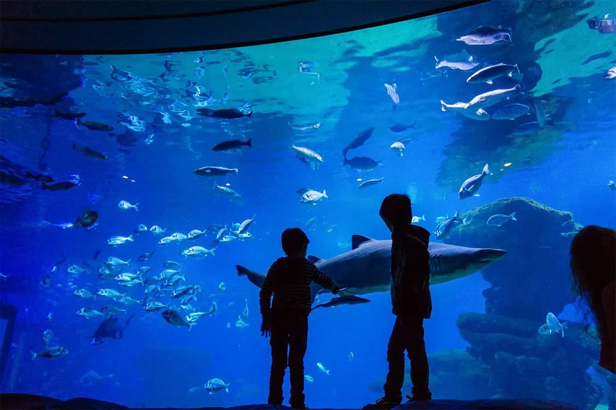 Oceanarium Majorka - fascynujące atrakcje i praktyczne informacje Oceanarium Majorka - fascynujące atrakcje i praktyczne informacje