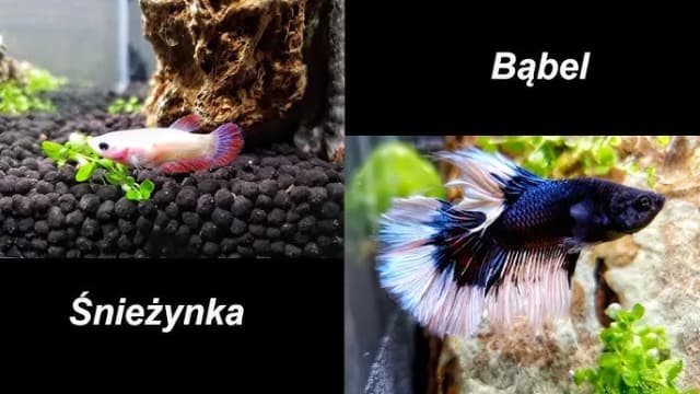 Jak się rozmnażają bojowniki – kluczowe warunki i proces tarła Jak się rozmnażają bojowniki – kluczowe warunki i proces tarła
