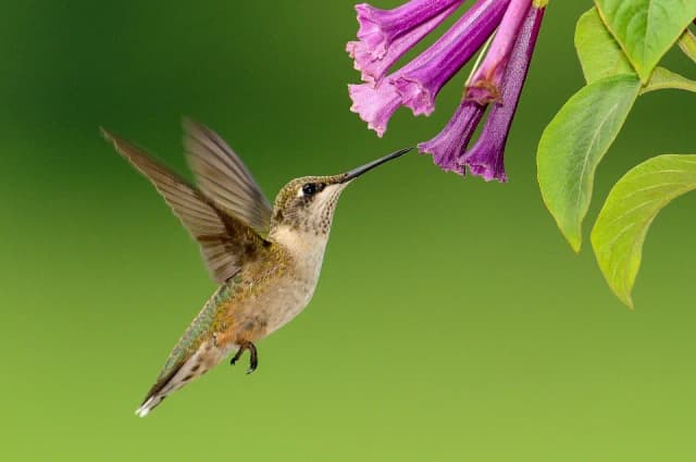 Czym żywią się kolibry? Zaskakujące fakty o ich diecie Czym żywią się kolibry? Zaskakujące fakty o ich diecie