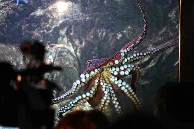 Największe oceanaria w Polsce - odkryj ich unikalne atrakcje Największe oceanaria w Polsce - odkryj ich unikalne atrakcje