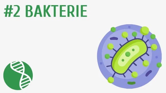 Jak rozmnażają się bakterie i wirusy - różnice i procesy reprodukcji Jak rozmnażają się bakterie i wirusy - różnice i procesy reprodukcji