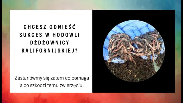 Jak rozmnażają się dżdżownice? Odkryj zaskakujące metody rozmnażania Jak rozmnażają się dżdżownice? Odkryj zaskakujące metody rozmnażania