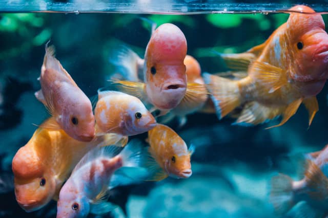Oceanarium Trójmiasto - fascynujące zwierzęta i edukacyjne atrakcje Oceanarium Trójmiasto - fascynujące zwierzęta i edukacyjne atrakcje