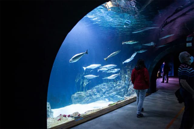 Ceny biletów do oceanarium Stralsund - uniknij kolejek i oszczędzaj Ceny biletów do oceanarium Stralsund - uniknij kolejek i oszczędzaj