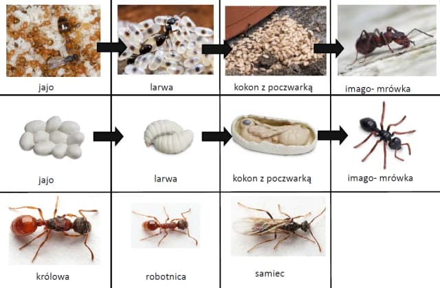 Jak rozmnażają się mrówki? Sekrety ich fascynującego cyklu życia Jak rozmnażają się mrówki? Sekrety ich fascynującego cyklu życia