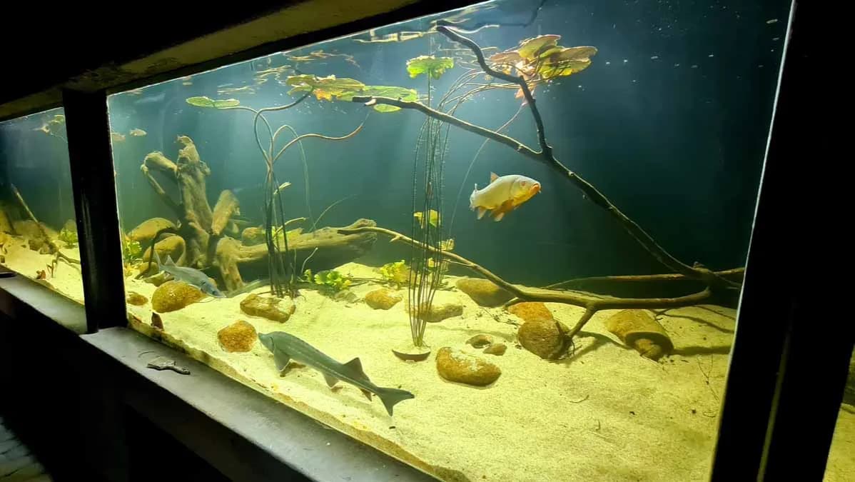 Oceanarium Zakopane - Fascynujący świat ryb i podwodnych stworzeń Oceanarium Zakopane - Fascynujący świat ryb i podwodnych stworzeń