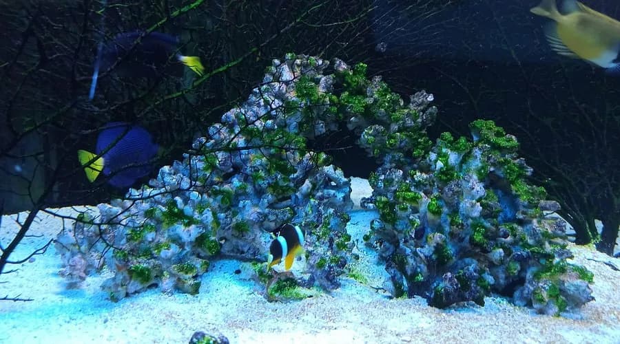 Godziny otwarcia oceanarium Szczecin – nie przegap wizyty! Godziny otwarcia oceanarium Szczecin – nie przegap wizyty!