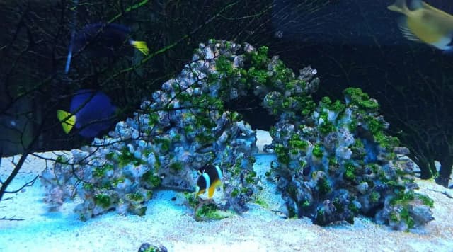 Godziny otwarcia oceanarium Szczecin – nie przegap wizyty! Godziny otwarcia oceanarium Szczecin – nie przegap wizyty!
