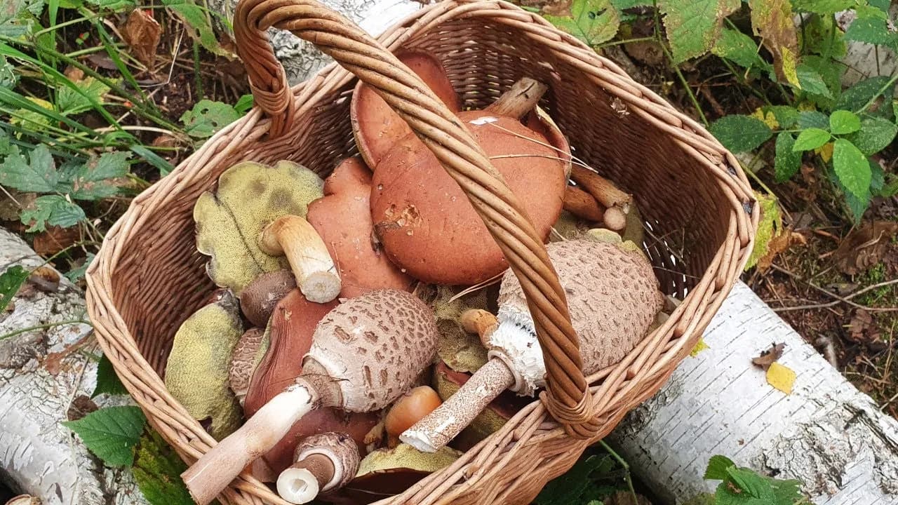 Jak rozmnażają się grzyby leśne? Odkryj fascynujące metody ich życia Jak rozmnażają się grzyby leśne? Odkryj fascynujące metody ich życia