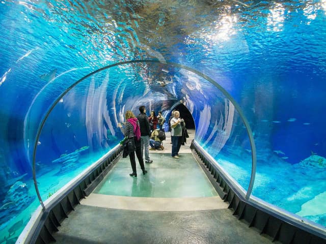 Oceanarium w Poznaniu: Nowa atrakcja, która zmieni miasto Oceanarium w Poznaniu: Nowa atrakcja, która zmieni miasto