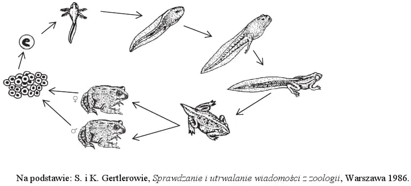 Jak rozmnażają się ropuchy - zaskakujące etapy ich życia i rozwoju Jak rozmnażają się ropuchy - zaskakujące etapy ich życia i rozwoju