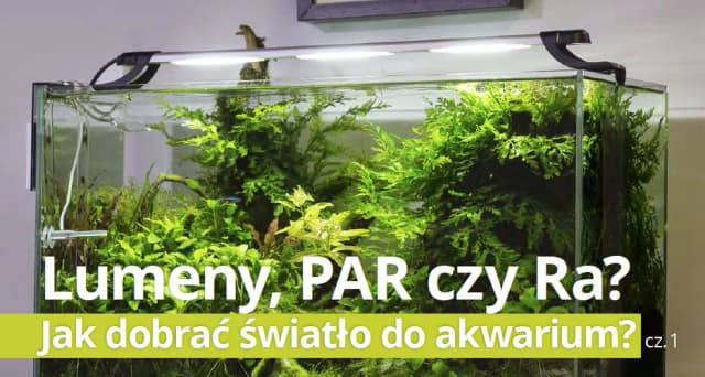 Jaką barwę światła wybrać do akwarium, aby rośliny rosły lepiej? Jaką barwę światła wybrać do akwarium, aby rośliny rosły lepiej?