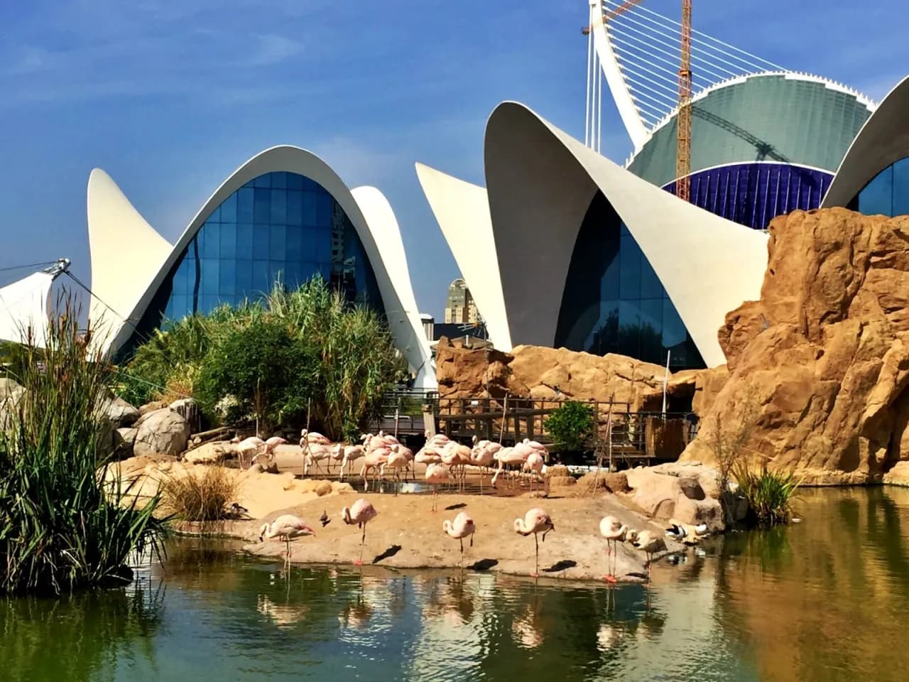 Oceanarium w Walencji: Niezapomniane atrakcje i tajemnice mórz Oceanarium w Walencji: Niezapomniane atrakcje i tajemnice mórz