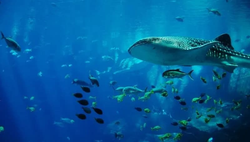Największe oceanarium w Polsce: Afrykarium i jego niezwykłe atrakcje Największe oceanarium w Polsce: Afrykarium i jego niezwykłe atrakcje