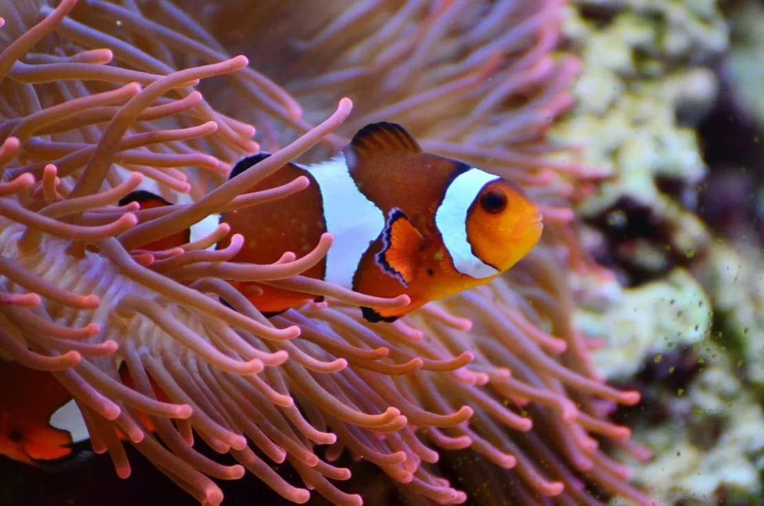 Oceanarium Kołobrzeg opinie: co warto wiedzieć przed wizytą? Oceanarium Kołobrzeg opinie: co warto wiedzieć przed wizytą?