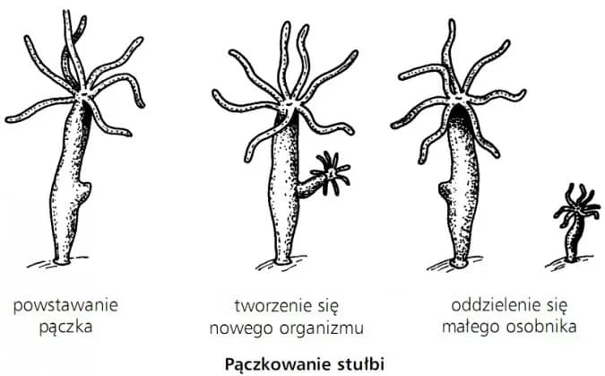 Jak rozmnażają się zwierzęta? Odkryj fascynujące metody i procesy Jak rozmnażają się zwierzęta? Odkryj fascynujące metody i procesy