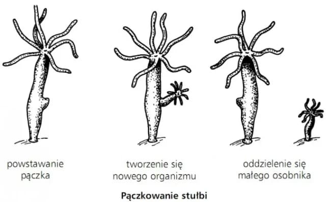 Jak rozmnażają się zwierzęta? Odkryj fascynujące metody i procesy Jak rozmnażają się zwierzęta? Odkryj fascynujące metody i procesy
