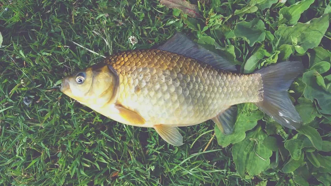 Czym jesieniom żywi się amur i jak zmieniają się jego nawyki? Czym jesieniom żywi się amur i jak zmieniają się jego nawyki?