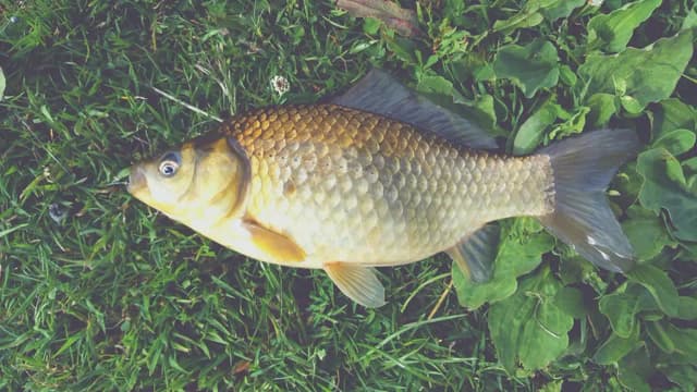 Czym jesieniom żywi się amur i jak zmieniają się jego nawyki? Czym jesieniom żywi się amur i jak zmieniają się jego nawyki?