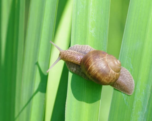Ślimak czym się żywi – poznaj sekrety diety ślimaków w naturze Ślimak czym się żywi – poznaj sekrety diety ślimaków w naturze