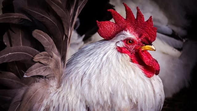 Jak rozmnażają się kury - poznaj tajniki ich rozmnażania i inkubacji Jak rozmnażają się kury - poznaj tajniki ich rozmnażania i inkubacji
