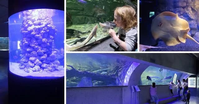 Oceanarium Koszalin – brak lokalizacji, sprawdź najbliższe atrakcje Oceanarium Koszalin – brak lokalizacji, sprawdź najbliższe atrakcje