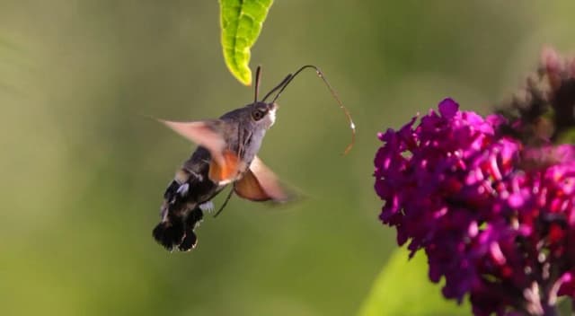 Czym oprócz owadów żywią się kolibry? Odkryj ich niezwykłą dietę Czym oprócz owadów żywią się kolibry? Odkryj ich niezwykłą dietę