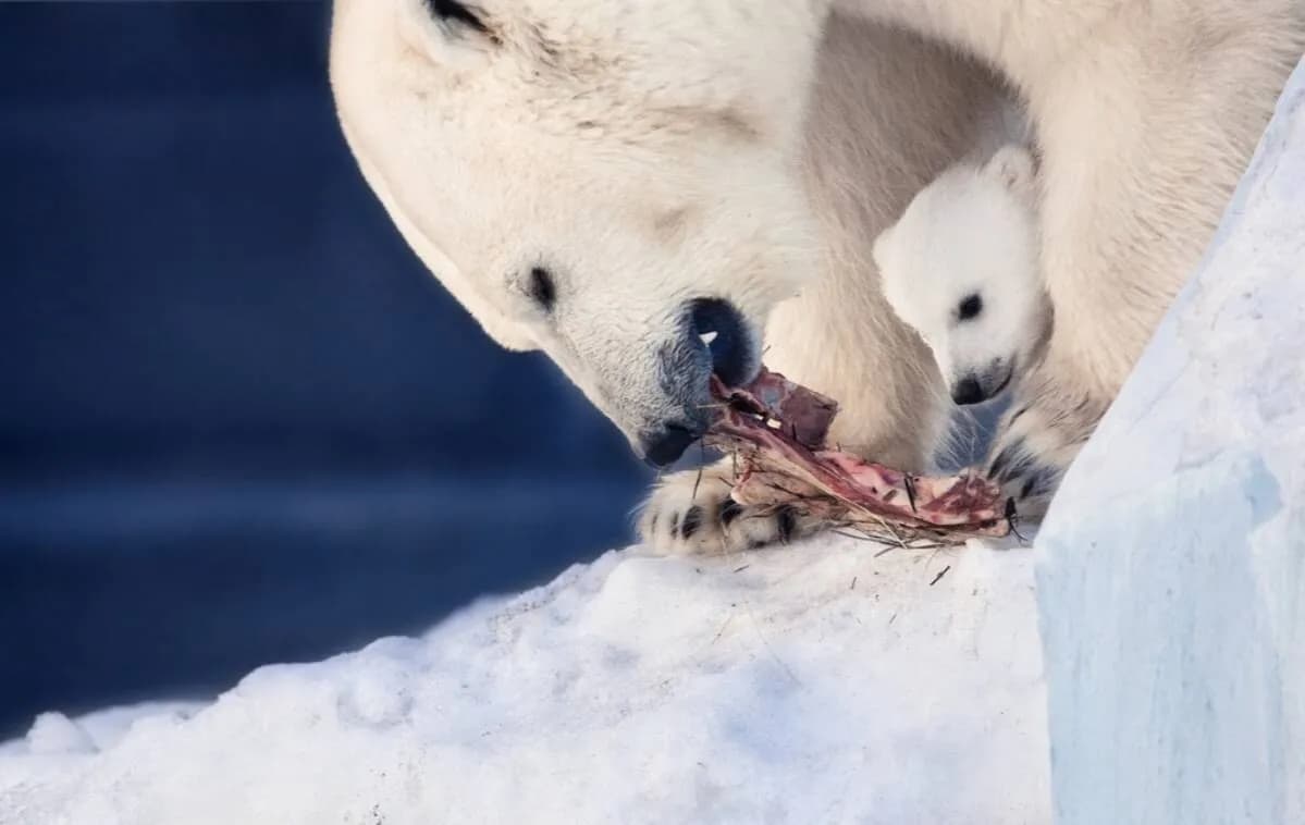 Niedźwiedź polarny czym się żywi - zaskakujące fakty o diecie Niedźwiedź polarny czym się żywi - zaskakujące fakty o diecie