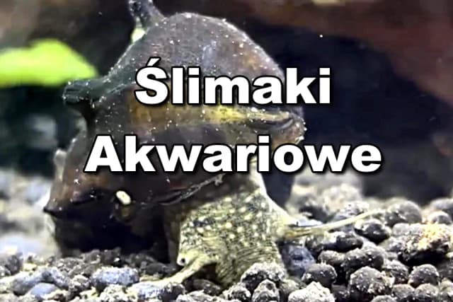 Jak rozmnażają się ślimaki w akwarium - kluczowe metody i porady Jak rozmnażają się ślimaki w akwarium - kluczowe metody i porady