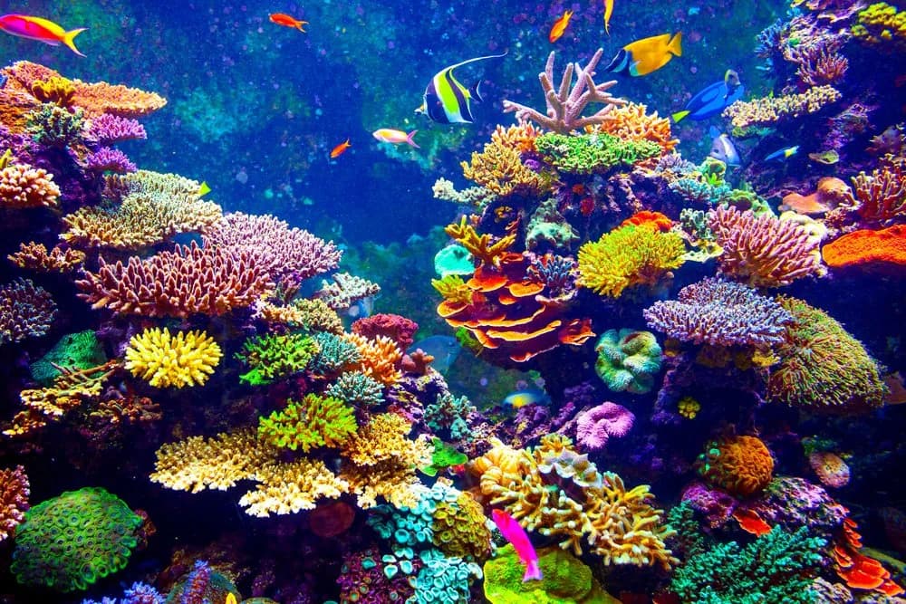 Oceanarium Chorwacja: Fascynujące gatunki i atrakcje w Puli Oceanarium Chorwacja: Fascynujące gatunki i atrakcje w Puli