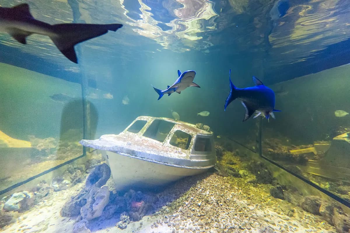 Oceanarium Kielce - Ciekawe atrakcje, godziny otwarcia i ceny biletów Oceanarium Kielce - Ciekawe atrakcje, godziny otwarcia i ceny biletów