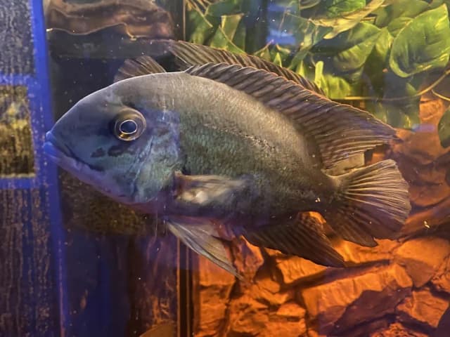Oceanarium w Niechorzu opinie - co mówią odwiedzający o atrakcji? Oceanarium w Niechorzu opinie - co mówią odwiedzający o atrakcji?