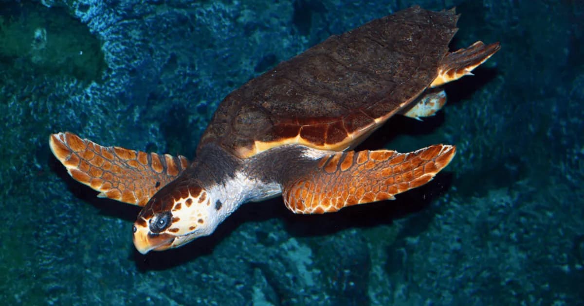 Oceanarium Kopenhaga – Niezapomniane atrakcje i praktyczne informacje Oceanarium Kopenhaga – Niezapomniane atrakcje i praktyczne informacje