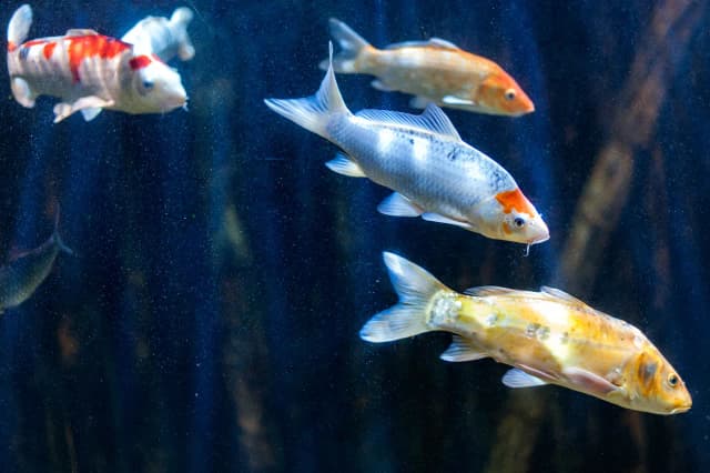 Oceanarium Chrusty - Niezapomniane atrakcje i ciekawe gatunki ryb Oceanarium Chrusty - Niezapomniane atrakcje i ciekawe gatunki ryb