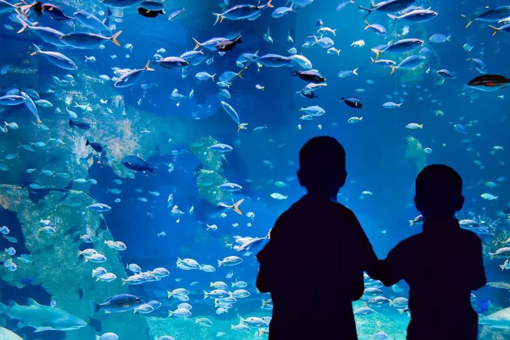 Największe oceanarium na świecie – zaskakujące fakty i porównania Największe oceanarium na świecie – zaskakujące fakty i porównania