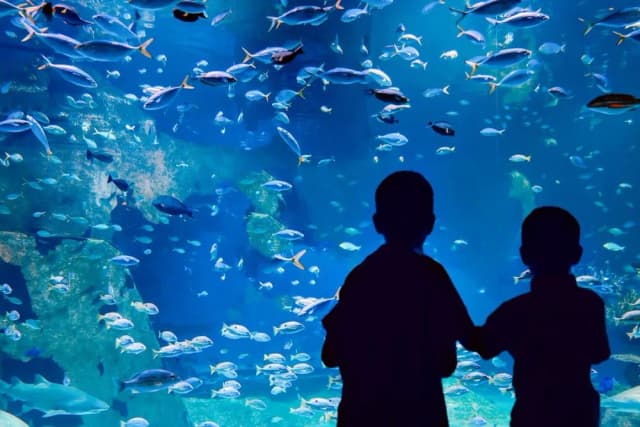 Największe oceanarium na świecie – zaskakujące fakty i porównania Największe oceanarium na świecie – zaskakujące fakty i porównania