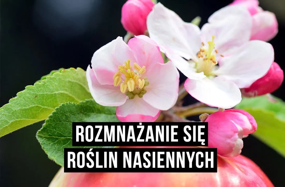 Jak rozmnażają się rośliny okrytonasienne - sekrety ich cyklu życia Jak rozmnażają się rośliny okrytonasienne - sekrety ich cyklu życia