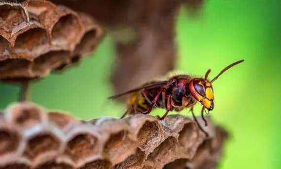 Czym się żywi szerszeń? Odkryj, co naprawdę jedzą te owady Czym się żywi szerszeń? Odkryj, co naprawdę jedzą te owady